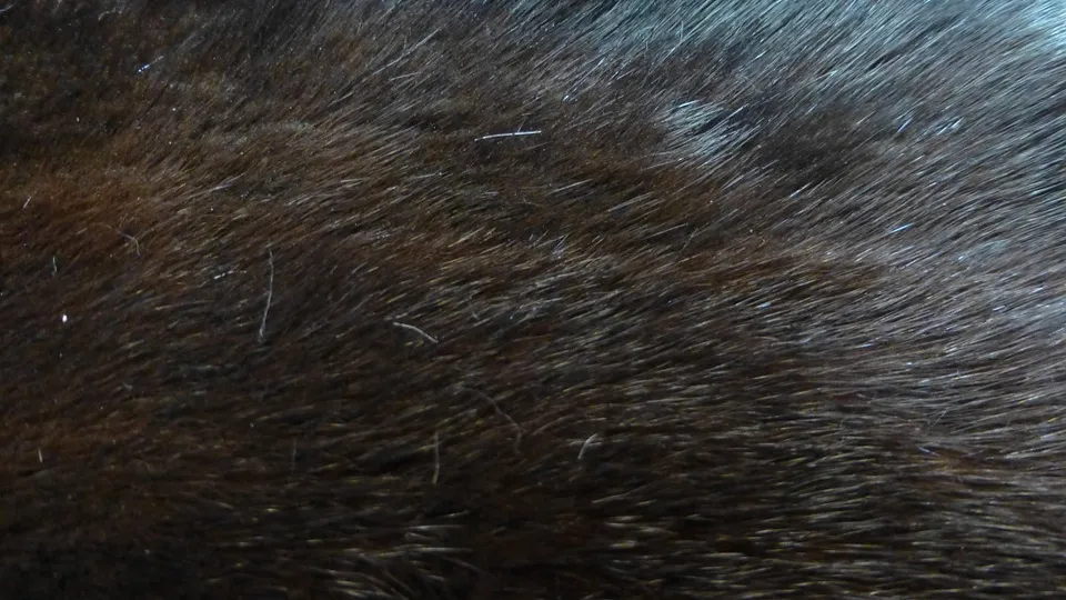 mink-247488_960_720